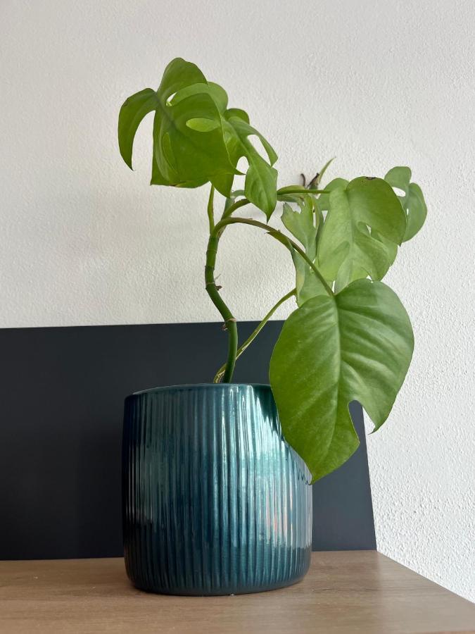 Monstera I Apartment โคลีน ภายนอก รูปภาพ